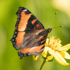Aglais milberti