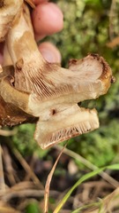 Paxillus involutus