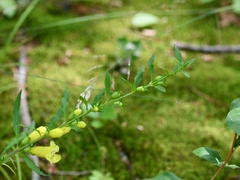 Aureolaria virginica