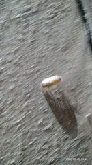 Porcellio spinicornis