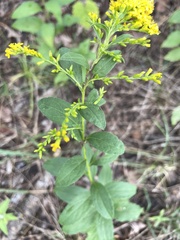 Solidago ulmifolia