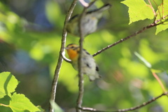 Setophaga fusca