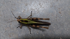 Heteracris littoralis