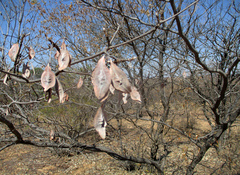 Terminalia brachystemma image