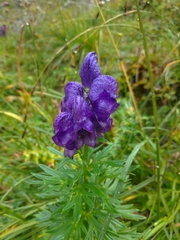 Aconitum tauricum