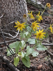 Arnica cordifolia