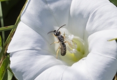 Halictus fulvipes