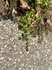 Mentha spicata