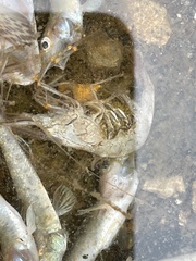 Palaemon macrodactylus