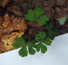 Sanicula canadensis