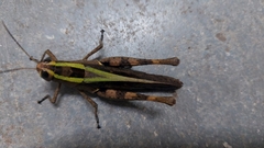 Heteracris littoralis