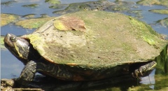 Trachemys scripta
