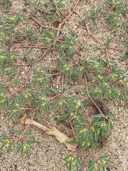 Euphorbia polygonifolia