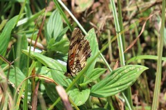 Junonia sophia