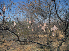 Terminalia brachystemma image