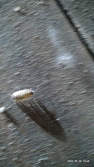 Porcellio spinicornis