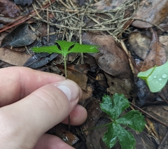 Sanicula canadensis