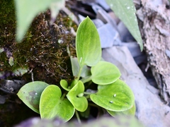 Parnassia glauca