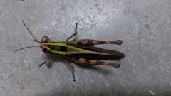 Heteracris littoralis