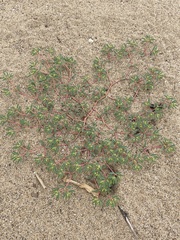 Euphorbia polygonifolia