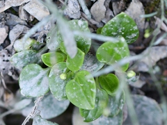 Parnassia glauca