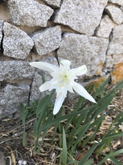 Pancratium maritimum