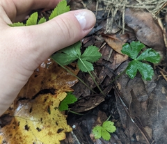 Sanicula canadensis