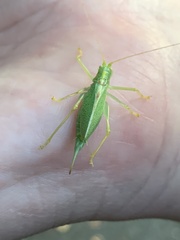 Meconema thalassinum