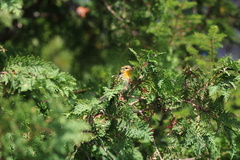 Setophaga fusca