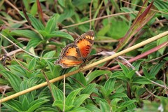 Junonia sophia
