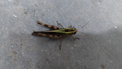 Heteracris littoralis