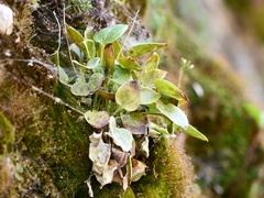 Parnassia glauca