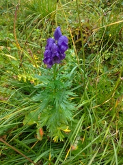 Aconitum tauricum