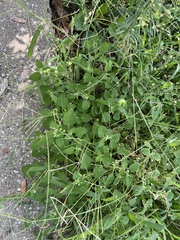 Solanum sarrachoides