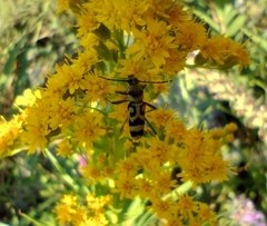 Chlorophorus varius