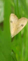 Rivula sericealis