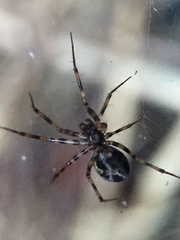 Lepthyphantes