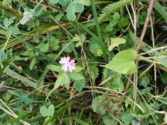 Silene dioica