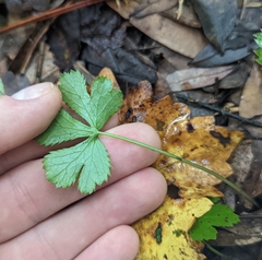 Sanicula canadensis
