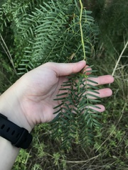 Prosopis glandulosa