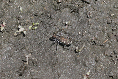 Cicindela oregona oregona