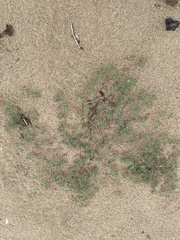 Euphorbia polygonifolia