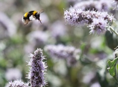 Bombus terrestris