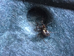 Lepthyphantes