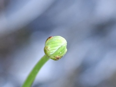 Parnassia glauca