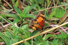 Junonia sophia