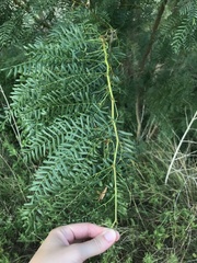 Prosopis glandulosa
