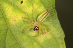Telamonia