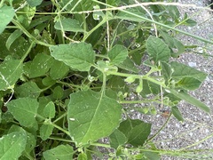 Solanum sarrachoides