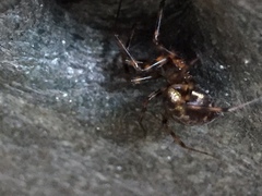Lepthyphantes